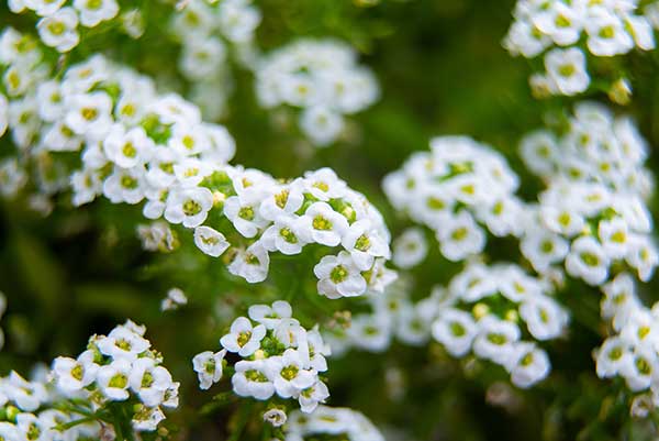 Lobularia nadmorska, smagliczka nadmorska (Lobularia maritima)