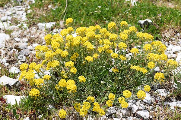 Smagliczka pagórkowa (Alyssum montanum)