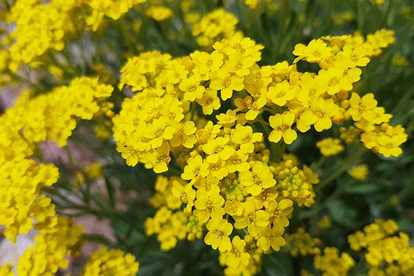 Smagliczka Arduina, smagliczka skalna (Alyssum saxatile)