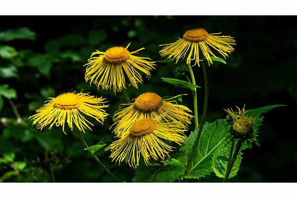 Smotrawa okazała (Telekia speciosa)