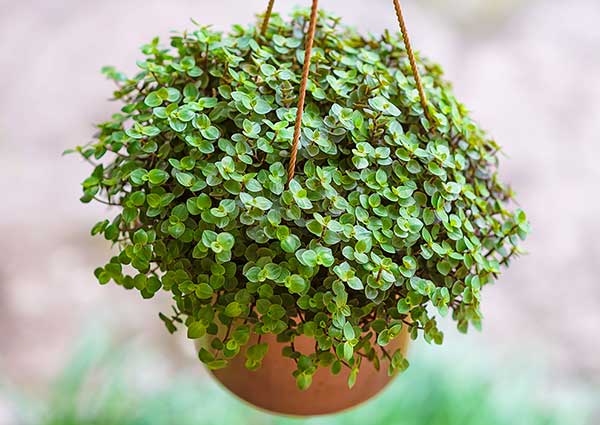 Smużyna płożąca (Callisia repens)