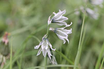 Śniedek Bouchego (Ornithogalum boucheanum)