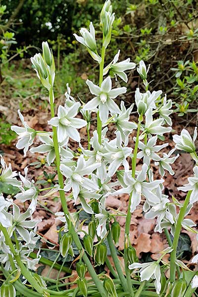 Śniedek zwisły (Ornithogalum nutans)