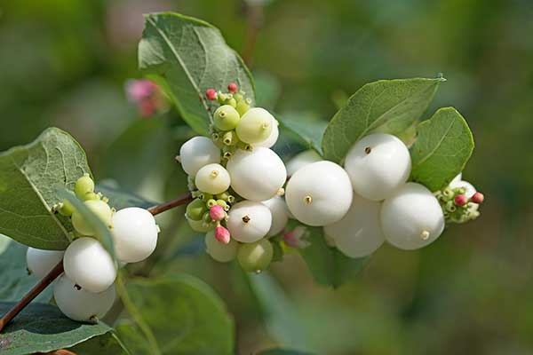 Śnieguliczka biała (Symphoricarpos albus)