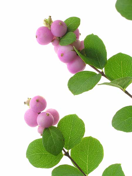 Śnieguliczka koralowa (Symphoricarpos orbiculatus)