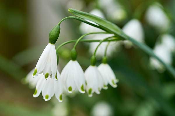 Śnieżyca letnia (Leucojum aestivum)