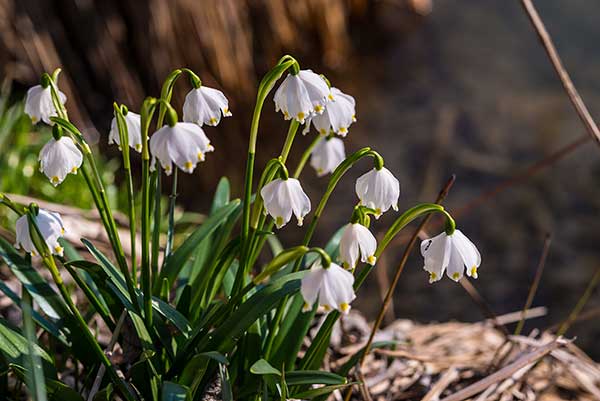 Śnieżyca wiosenna (Leucojum vernum)