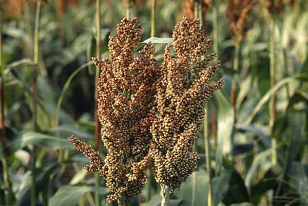 Sorgo zwyczajne, sorgo dwubarwne (Sorghum bicolor)