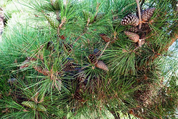 Sosna czarna (Pinus nigra)