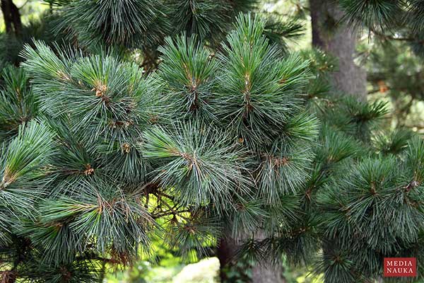Sosna rumelijska (Pinus peuce)