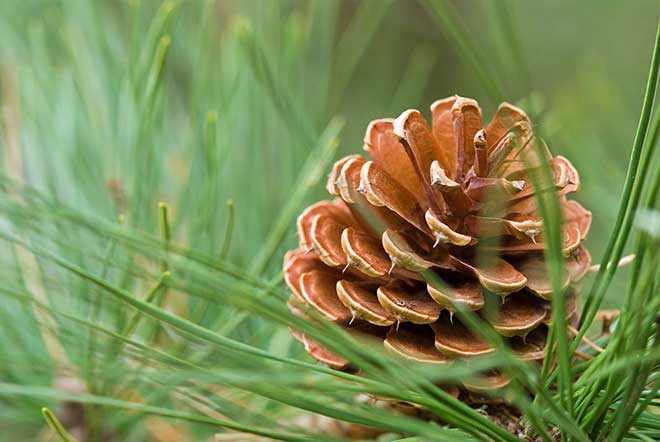 Sosna smołowa (Pinus rigida)