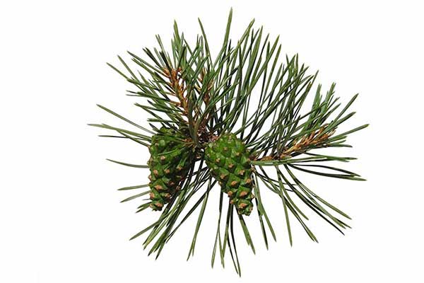 Sosna zwyczajna, sosna pospolita (Pinus sylvestris)