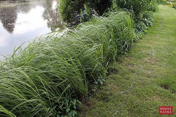 Spartyna grzebieniasta (Spartina pectinata)