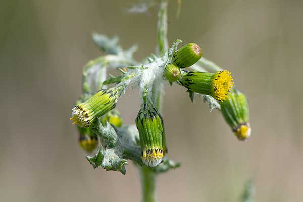 Starzec zwyczajny (Senecio vulgaris)