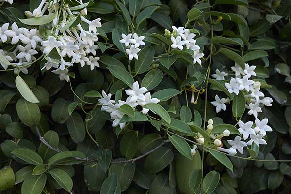 Stefanotis bukietowy (Stephanotis floribunda)