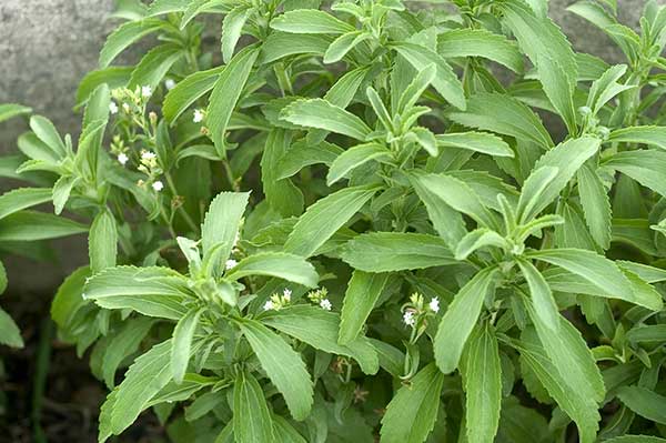 Stewia (Stevia rebaudiana)