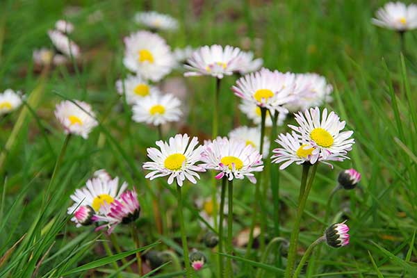 Stokrotka pospolita (Bellis perennis)