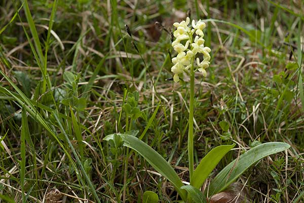 Storczyk blady (Orchis pallens)