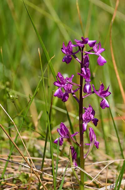 Storczyk błotny (Orchis laxiflora)