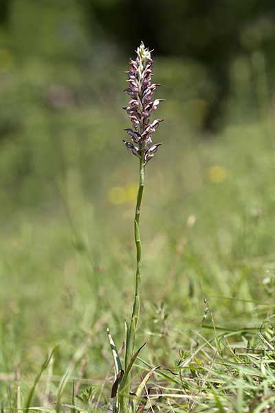 Storczyk cuchnący (Orchis coriophora)