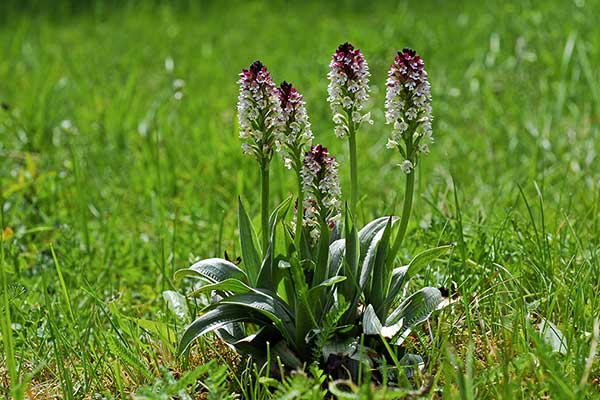 Storczyk drobnokwiatowy (Orchis ustulata)