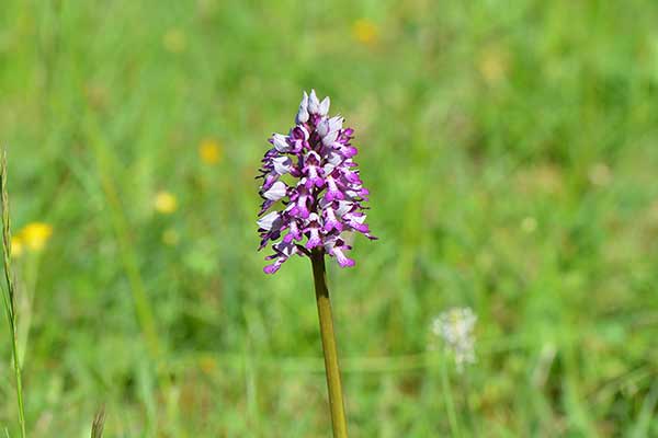 Storczyk kukawka (Orchis militaris)