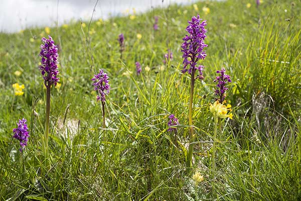 Storczyk męski (Orchis mascula)