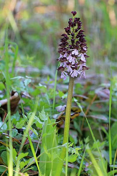 Storczyk purpurowy (Orchis purpurea)