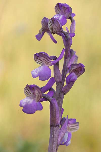 Storczyk samiczy, storczyk samczy (Orchis morio)