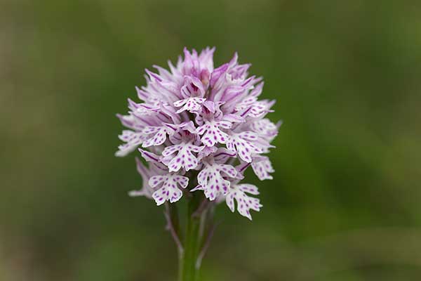 Storczyk trójzębny (Orchis tridentata)