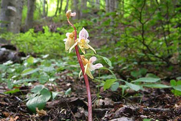 Storzan bezlistny (Epipogium aphyllum)