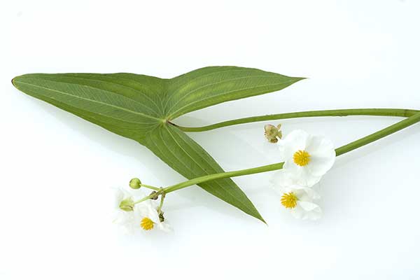 Strzałka wodna (Sagittaria sagittifolia)