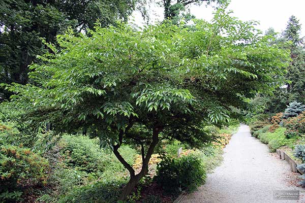 Styrakowiec japoński, styrak japoński (Styrax japonicus)