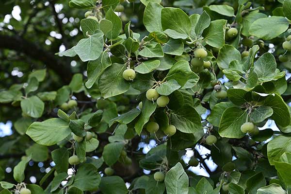 Styrakowiec lekarski (Styrax officinalis)