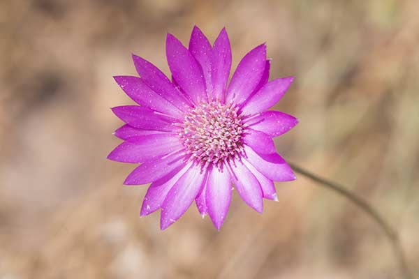 Suchokwiat roczny (Xeranthemum annuum)