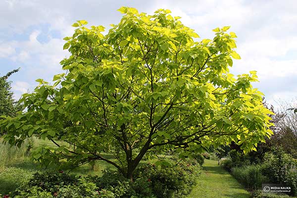 Surmia bignoniowa, surmia zwyczajna (Catalpa bignonioides)