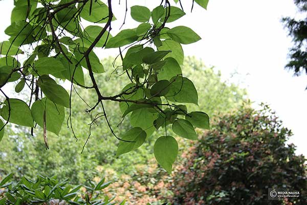 Surmia pośrednia (Catalpa ×erubescens)