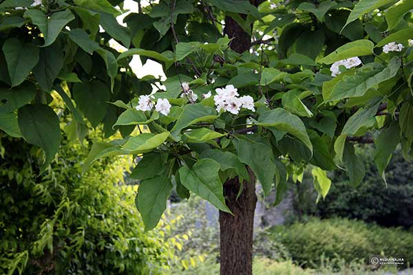 Surmia wielokwiatowa, surmia okazała (Catalpa speciosa)