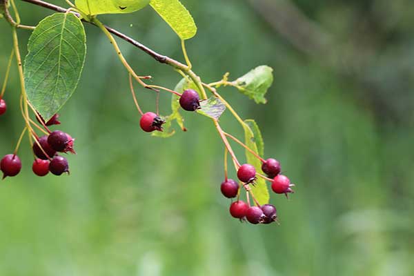 Świdośliwa jajowata (Amelanchier ovalis)