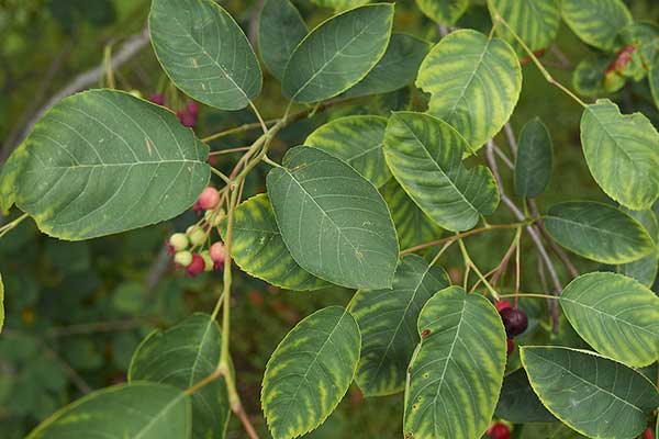 Świdośliwa kanadyjska (Amelanchier canadensis)