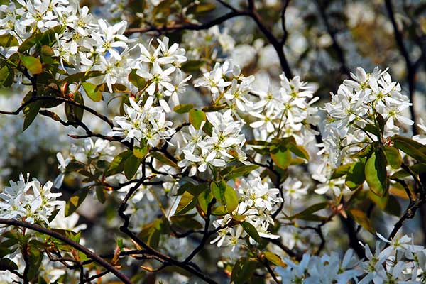 Świdośliwa Lamarcka (Amelanchier lamarckii)