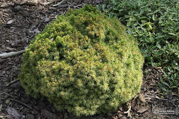 Świerk biały (Picea glauca)