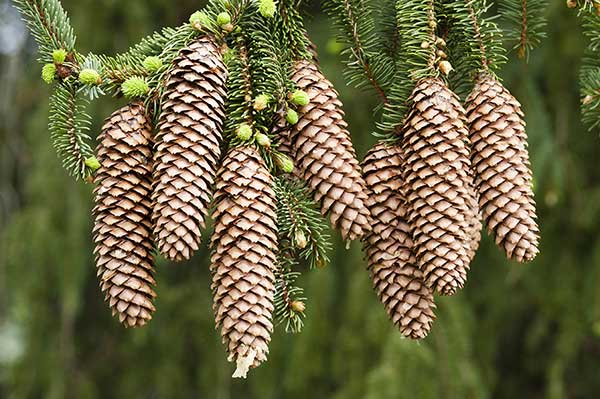 Świerk pospolity (Picea abies)