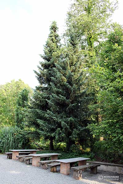Świerk serbski (Picea omorika)