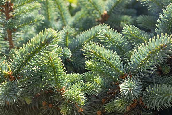 Świerk sitkajski (Picea sitchensis)