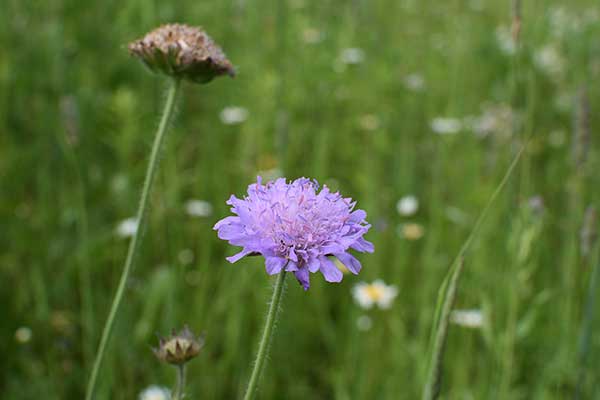 Świerzbnica polna (Knautia arvensis)