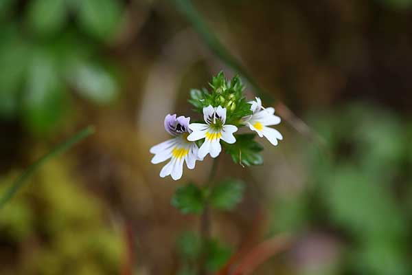 Świetlik łąkowy (Euphrasia rostkoviana)