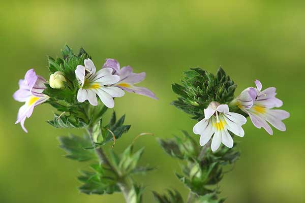 Świetlik wyprężony (Euphrasia stricta)