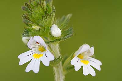 Świetlik zwarty (Euphrasia nemorosa)