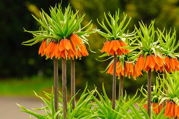 Szachownica cesarska (Fritillaria imperialis)